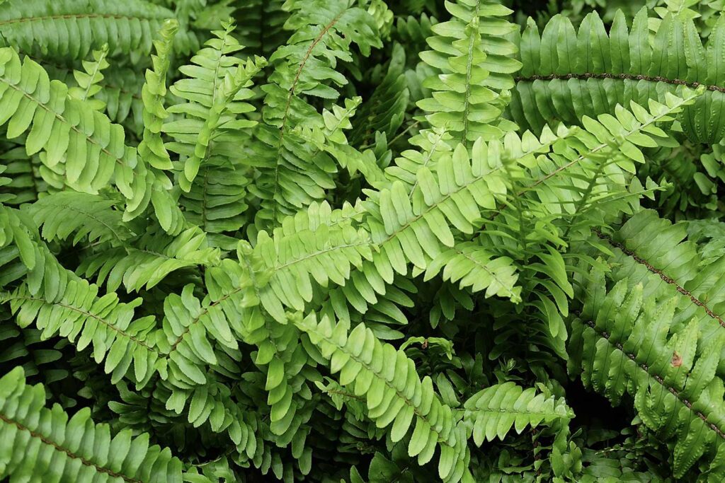 Como cuidar de samambaia: o guia completo para ter plantas sempre bonitas