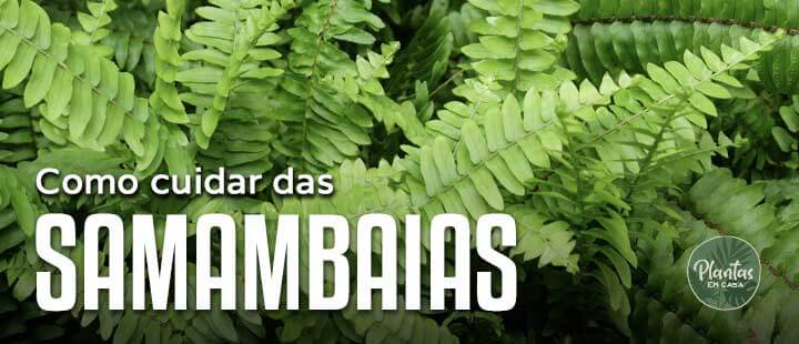 Como cuidar de samambaias
