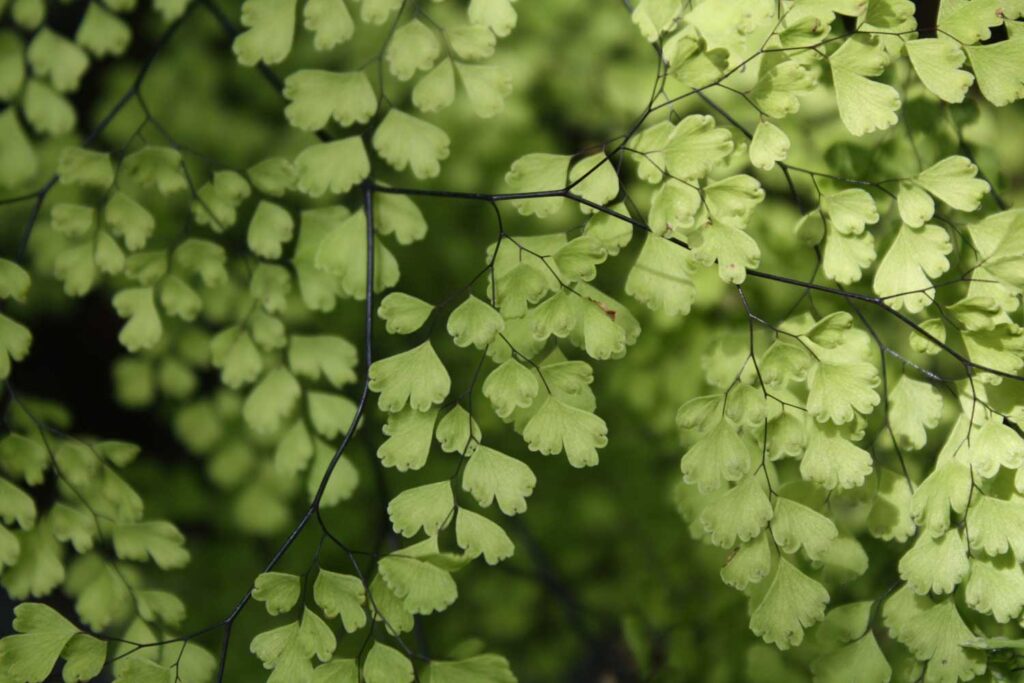 Como cuidar de avenca: acabe de vez com as 7 dúvidas mais comuns sobre a mais delicada das samambaias