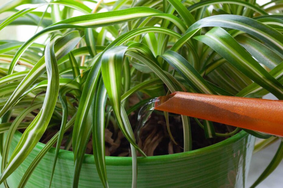 como regar plantas em vasos