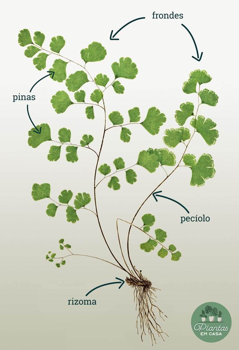 avenca partes da planta