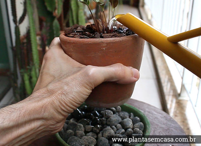 como regar plantas em vaso - rega perfeita