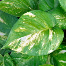jiboia planta