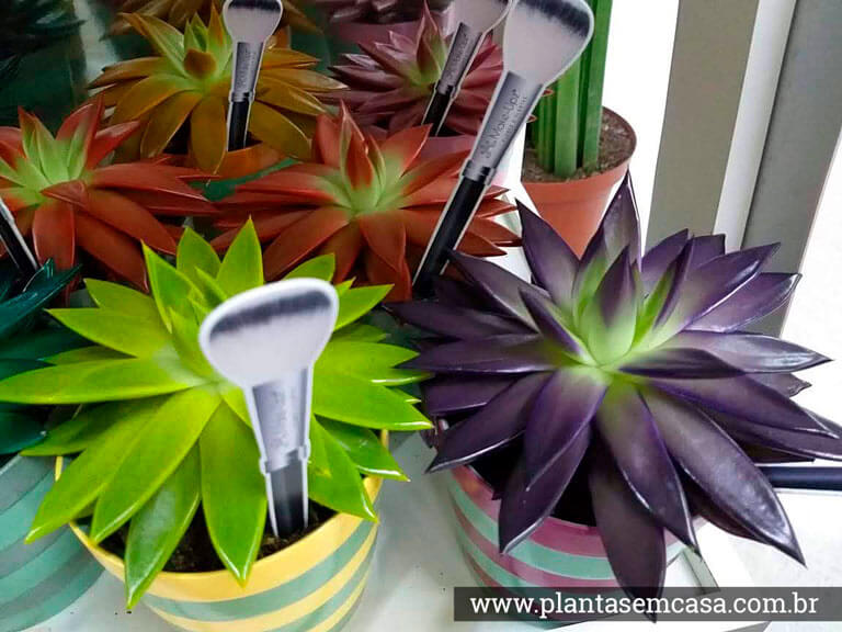 suculentas pintadas em exposição em Holambra