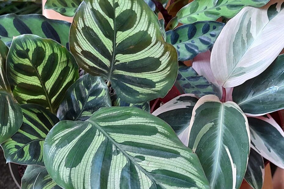 Marantas e Calateias