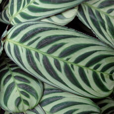 maranta zebrada Burle Marxi