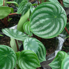 peperomia melancia