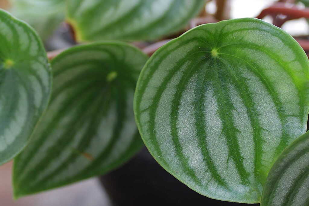 Peperômia melancia – Como cuidar e ter a sua sempre bonita