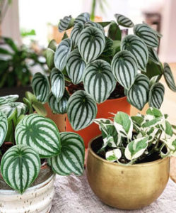 Peperomia melancia: Como cuidar do jeito certo