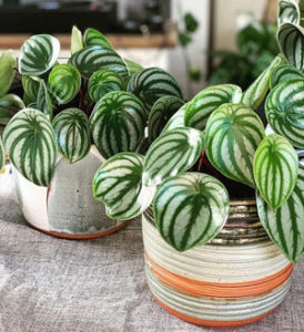 Peperomia melancia: Como cuidar do jeito certo