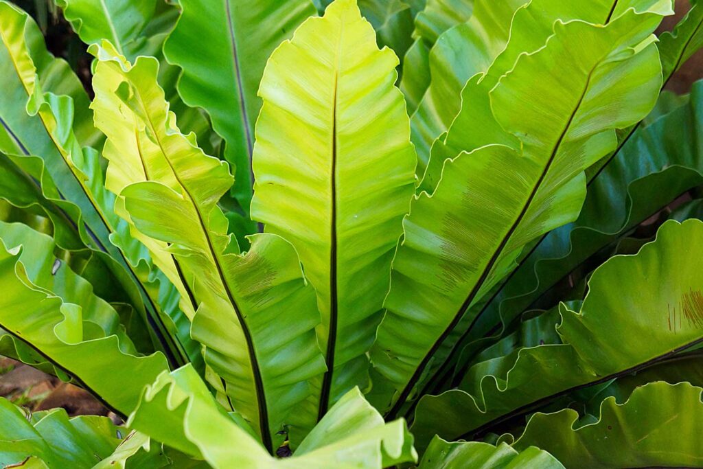 Asplênio – Como cultivar em casa