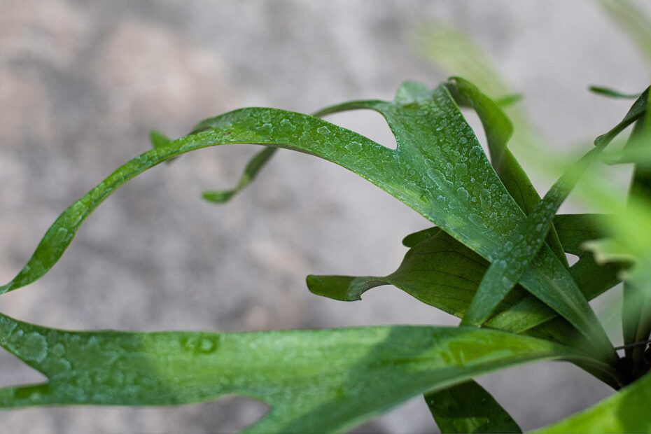 planta Chifre de veado