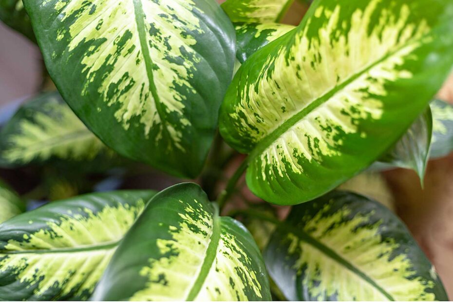 Comigo-ninguém-pode dieffenbachia