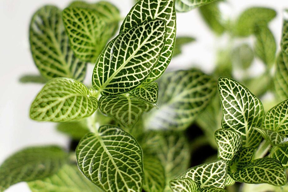 Fitônia Planta Mosaico