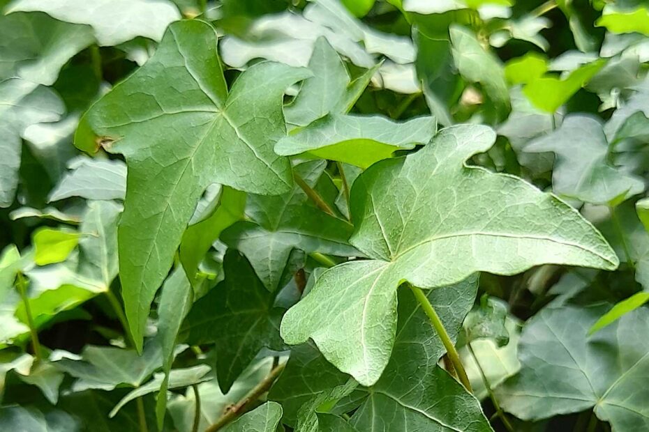 Hera inglesa