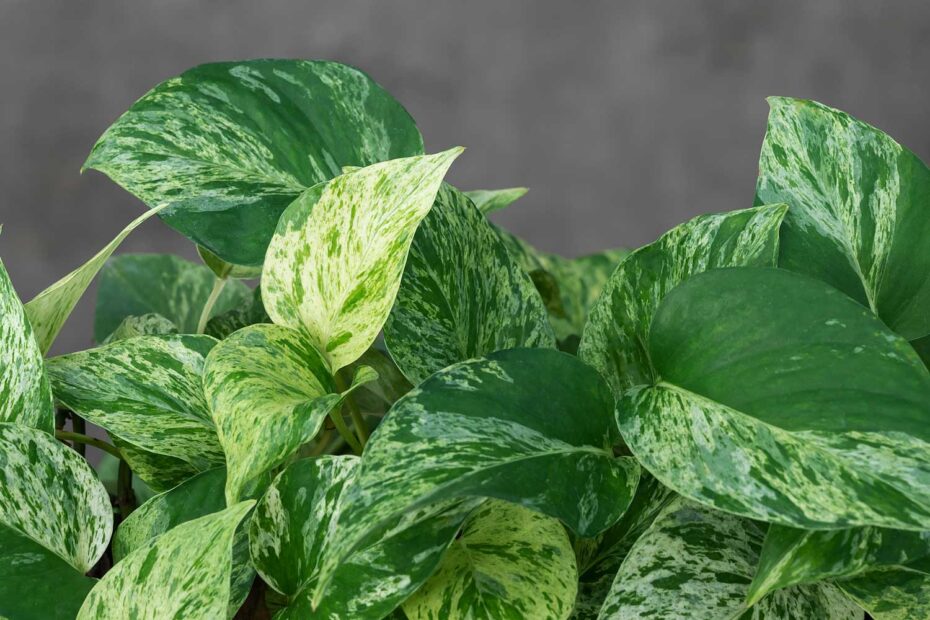 Planta Jiboia - Epipremnum pinnatum