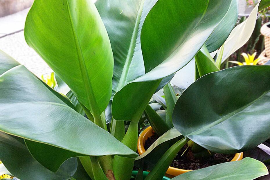 Pacová - Philodendron martianum