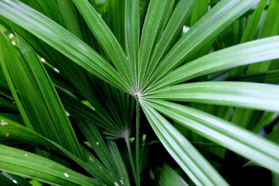Palmeira Raphis