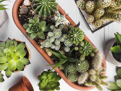 como identificar cactos e suculentas
