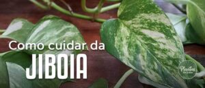 Jiboia Como Cuidar Da Planta Jiboia