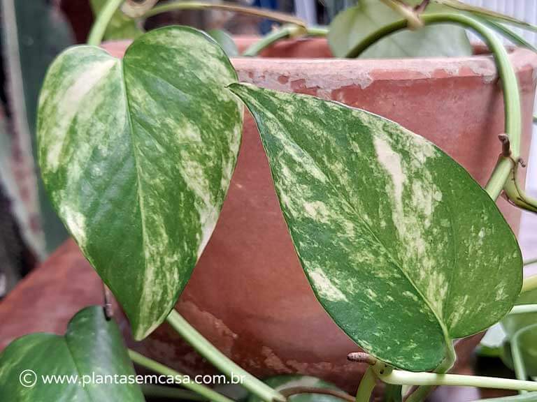 jiboia planta como cuidar