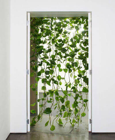 Planta jiboia como cortina para dividir ambientes