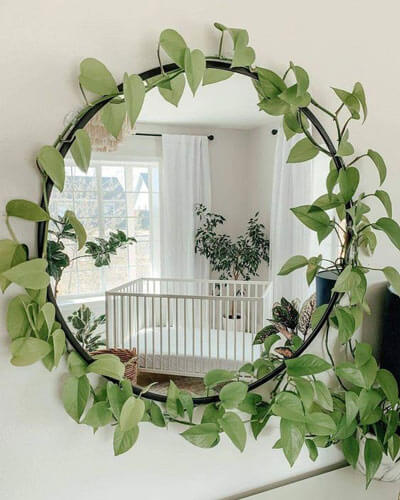 Planta jiboia emoldurando espelho