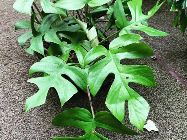 Costela de Adão 🍃 Monstera deliciosa: o guia completo