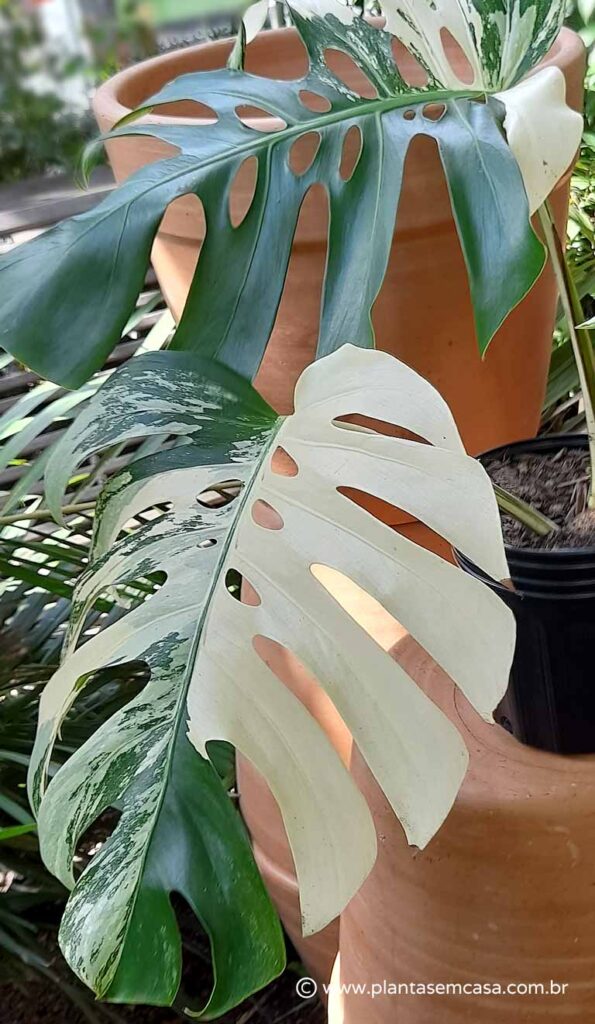Costela de Adão 🍃 Monstera deliciosa: o guia completo
