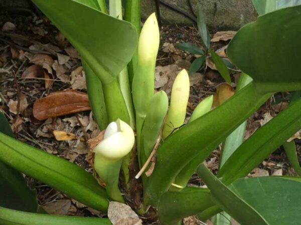 Como cuidar do Pacová | Philodendron martianum