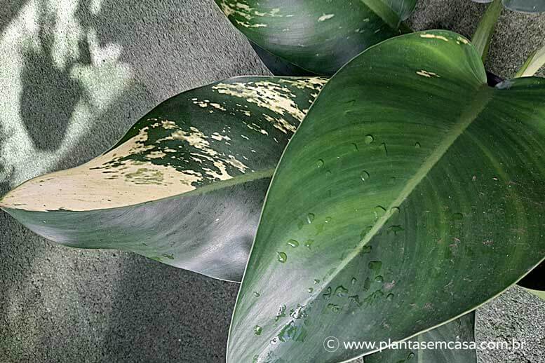 Como cuidar do Pacová | Philodendron martianum
