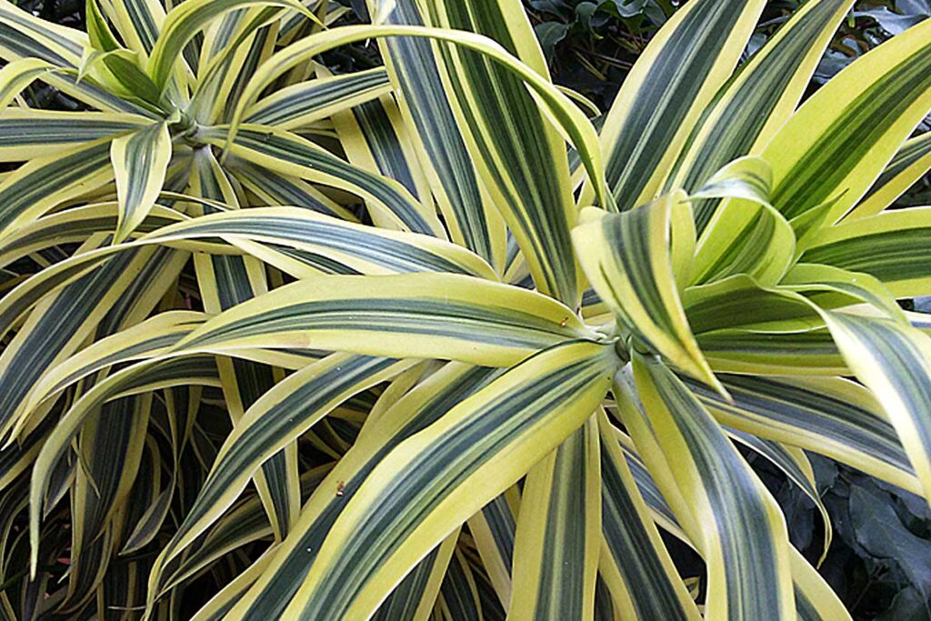 Pleomele Dracena reflexa – Como cuidar e tirar mudas
