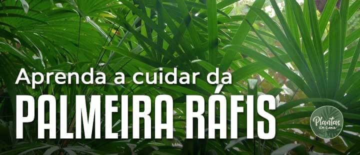 como cuidar da palmeira rafis raphis ráfia