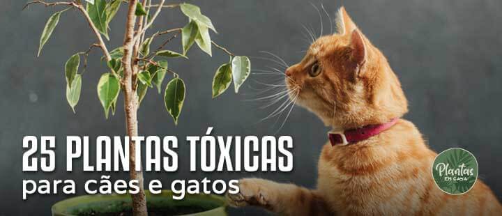 25 plantas tóxicas para cães e gatos