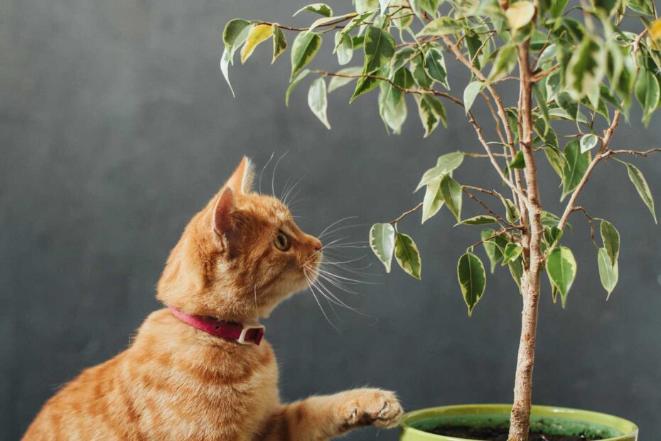 Plantas tóxicas para cães e gatos