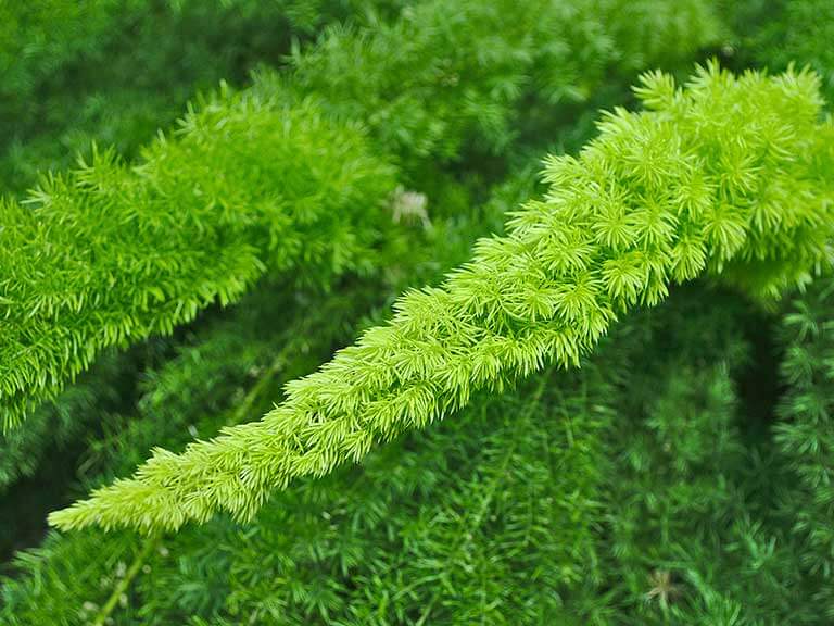 Aspargo-pluma, aspargo-rabo-de-gato - Asparagus densiflorus - é uma planta tóxica para cães e gatos