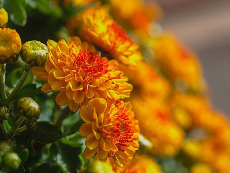 Crisantemo - Chrysanthemum - é uma planta tóxica para cães e gatos