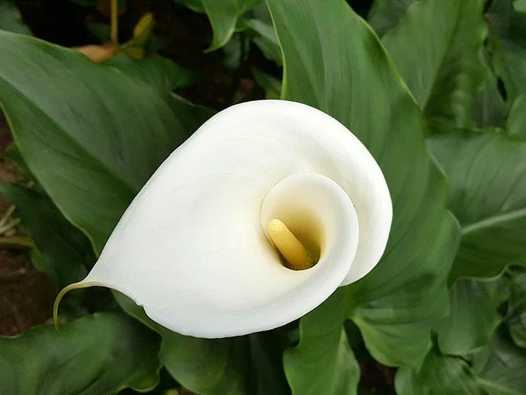 Copo de Leite - Zantedeschia aethiopica - é uma planta tóxica para cães e gatos