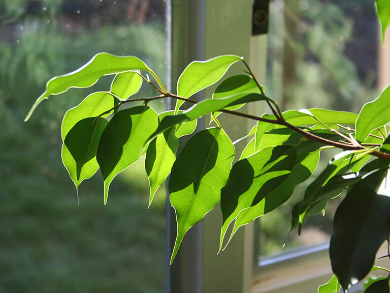 Ficus benjamina - é uma planta tóxica para cães e gatos