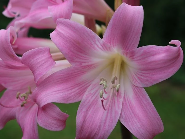 Lírio-beladona - Amaryllis spp - é uma planta tóxica para cães e gatos
