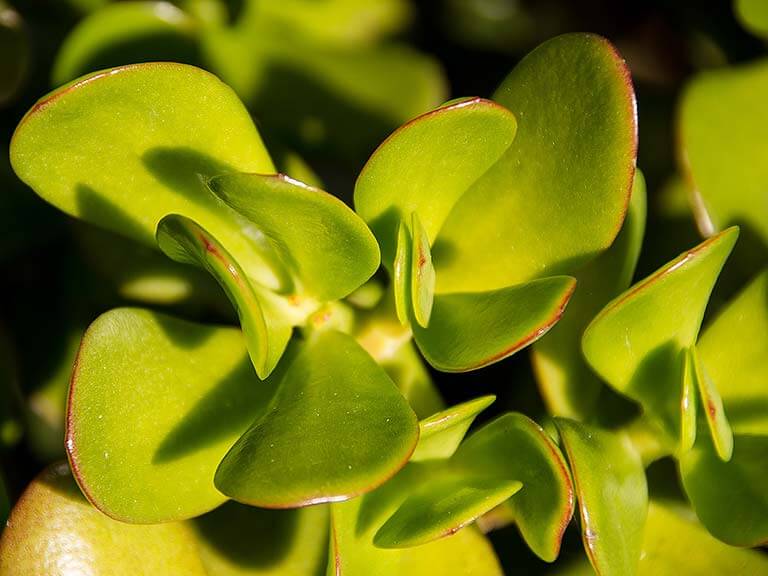 Planta-jade - Crassula ovata - é uma planta tóxica para cães e gatos