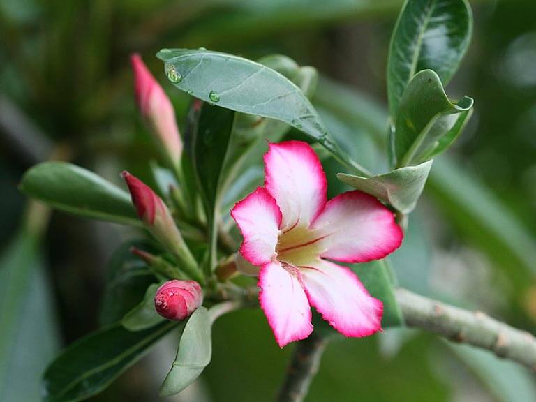 Rosa do Deserto - Adenium spp - é uma planta tóxica para cães e gatos