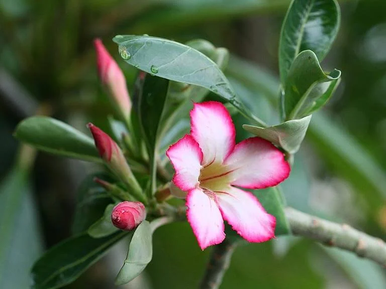 Rosa do Deserto - Adenium spp - é uma planta tóxica para cães e gatos