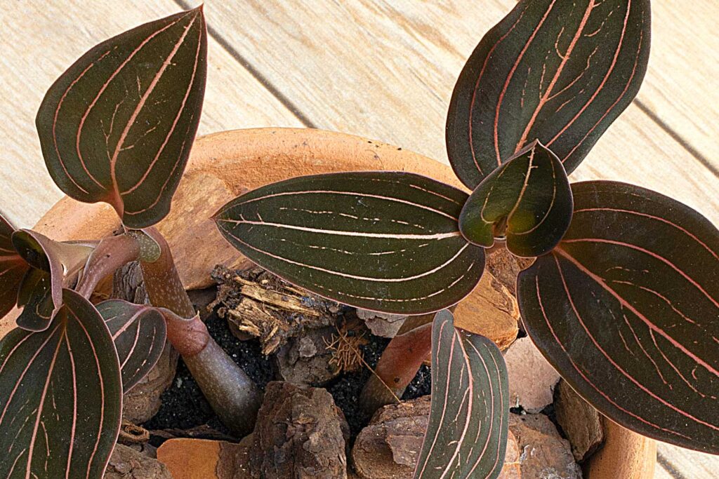 Orquídea Pipoca – Ludisia – A orquídea fácil de cuidar