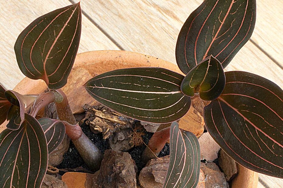 Orquídea Pipoca - Ludisia discolor