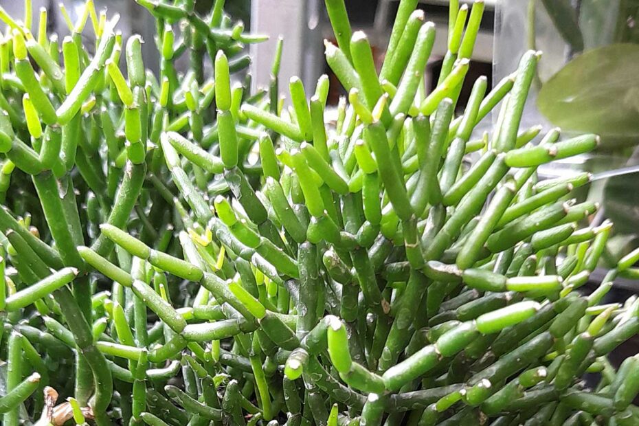Rhipsális Cacto Macarrão