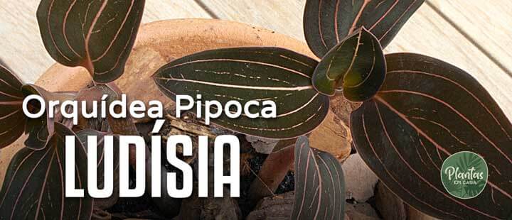 Ludisia discolor - Orquídea Pipoca como cuidar
