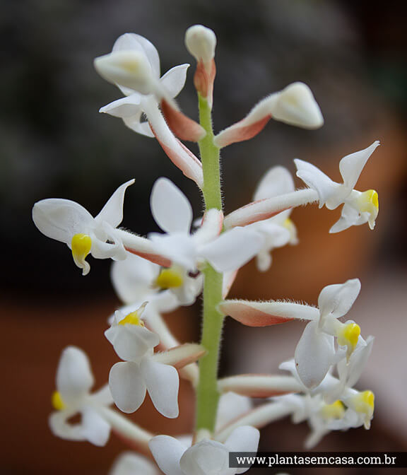 Orquídea Pipoca - Ludisia discolor como cuidar