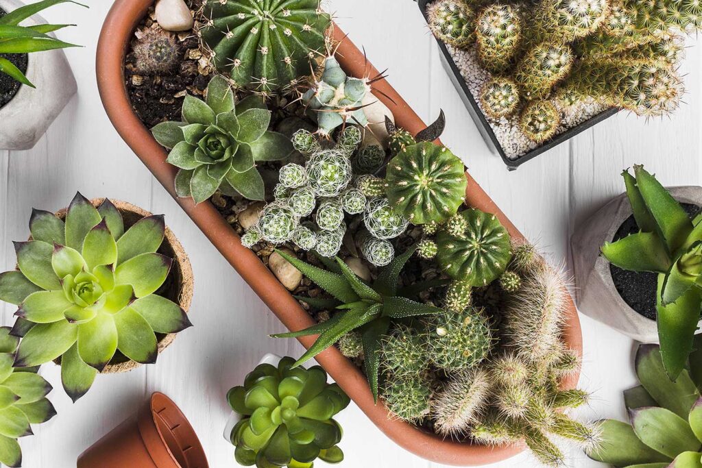 Como identificar Cactos e Suculentas da forma correta