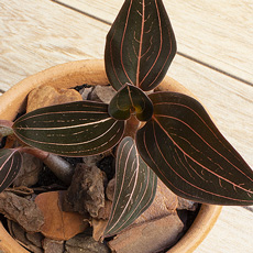 LudĂsia discolor OrquĂdea Pipoca